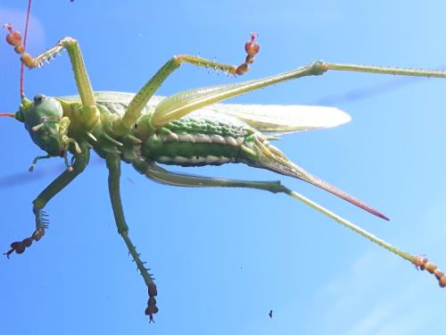 Tettigonia viridissima